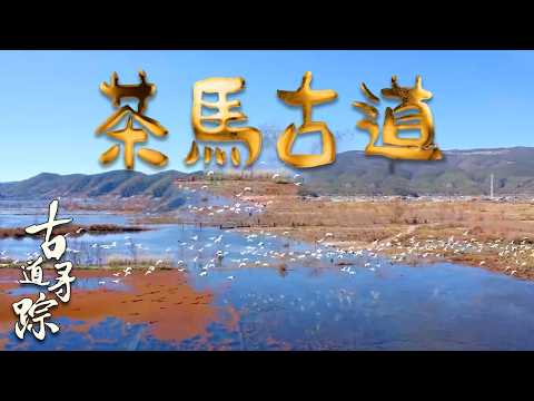 密山中的千年古老茶树，跨越横断山脉的奇迹：茶马古道的险峻与壮美 #古道寻踪 #茶马古道