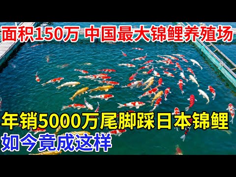 中国最大锦鲤养殖场，面积超150万平米 ，年销5000万尾，誓要把日本锦鲤踩在脚下，如今竟成这样【科技传奇】