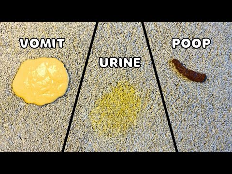 How to Remove Any Pet Stain In Two Steps or Less - Urine, Feces, Vomit