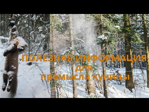 КУНИЦА ОПИСАНИЕ. ПОЛЕЗНА ИНФОРМАЦИЯ для промысла зверька.
