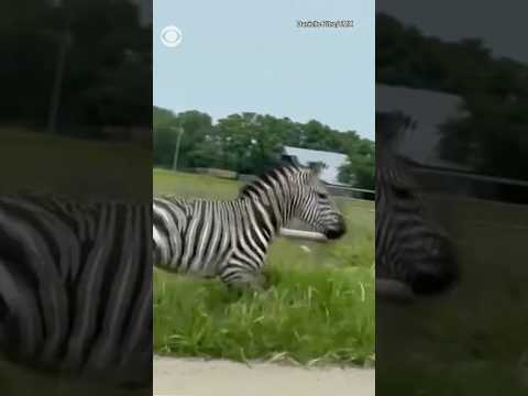 Zebra on the loose in Tennessee after escaping its owners #shorts
