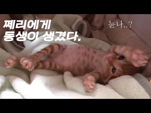 쩨리에게 동생이 생겼어요… #입양