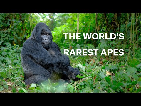 Understanding Gorillas: Behavior, Bonds & Survival in the Wild