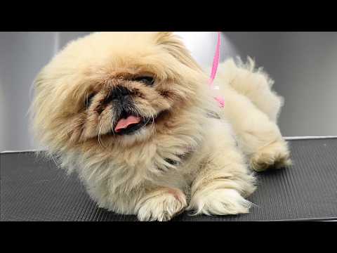 This Dog Has Been BLACKLISTED By EVERY Local Groomer 😅🫣