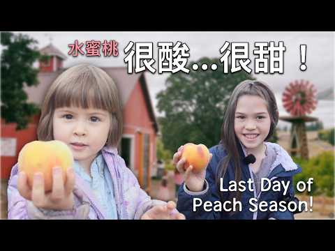 水蜜桃季最後一天：七姐妹能搶到足夠桃子讓Adeline的水蜜桃夢成真嗎？Final Day of Peach Season: Will Adeline's Peach Dream Come True?
