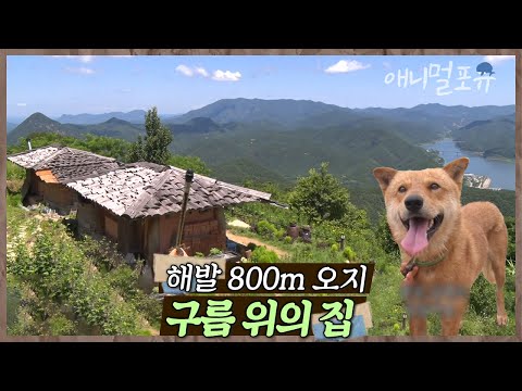 구름 위에서 살고 있다?! 해발 800m, 택배차도 잘 오지 않는 화산 마을에 사는 수자 씨네 가족🌿 | 수자 씨 구름 정원에 살다 | KBS 인간극장 2020 방송