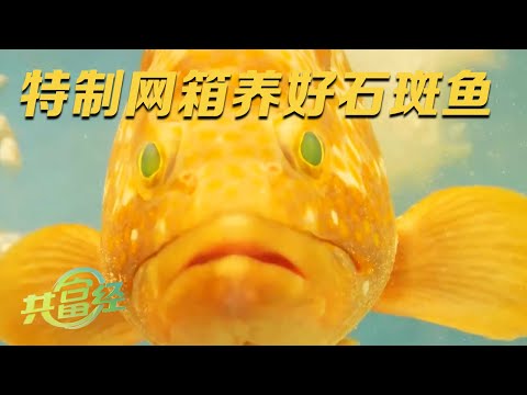 他养的石斑鱼为什么可以卖到600元一条？看养殖区特制网箱如何保证渔户“财”不外流 |「共富经」20230907