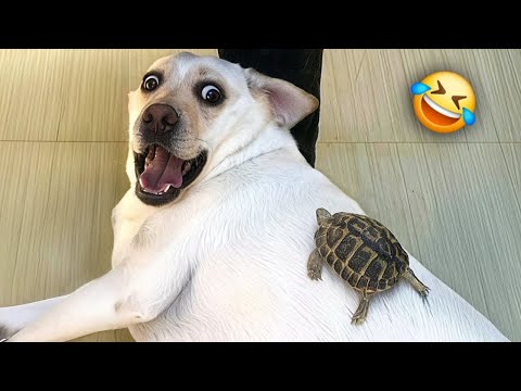 When Your Dog Deserves an Oscar for Best Comedian 🏆😂 Funny Dog Video 2026