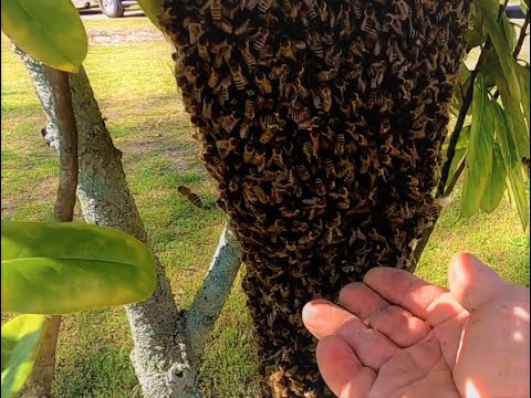She Found This In Her Tree And Immediately Called Me