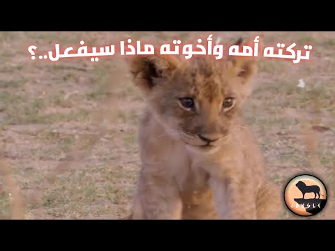 وثائقي..قصة الشبل التي أبكت الجميع / الشبل الصغير الذي تركته امه ورفضت أن ترضعه