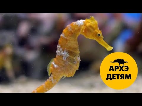 Морской конёк и все, все, все  | Ярослав Попов (выпуск 11)