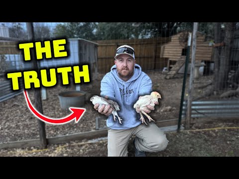 Quail vs Chickens: What Beginners NEED to KNOW First ‼️