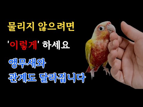앵무새가 자꾸 물어요…  이렇게 하니까 진짜 달라졌어요 (입질 멈추는 핵심 꿀팁) 앵무새 키우면 필수시청💡