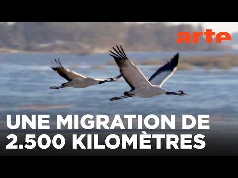 La grue cendrée - Sur les ailes d’une géante | ARTE Évasion