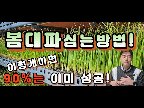 대파심기 이렇게 쉬운거였어?? 5분안에 A부터 Z까지 모두 알려드립니다.  봄 대파재배시기부터 , 북주기, 추비, 잡풀관리. 주의할점. #대파심기 #대파키우기 #대파농사