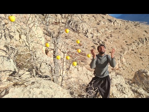 Ali's dangerous journey in the unknown forest, rare and lost mountain apples