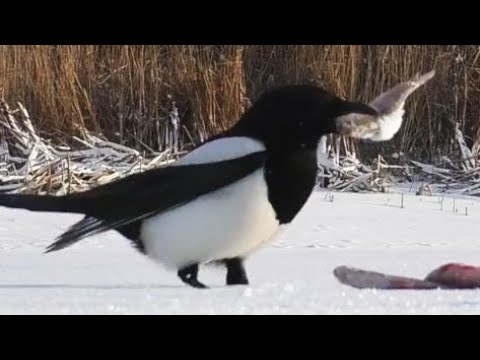 The Magpie is the cleverest bird - Magpie Nesting Documentary + English subtitles