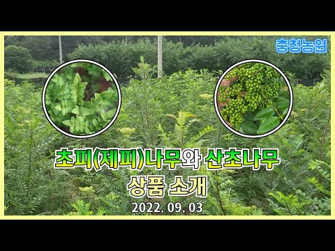 Introduction to thornless mint bark (zephyr) tree and mint tree seedlings