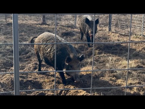 Trapping Wild Hogs for Christmas Sausage!