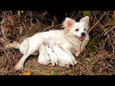 Heartwarming Rescue And Adoption of Abandoned Mama Dog and Her  Babies