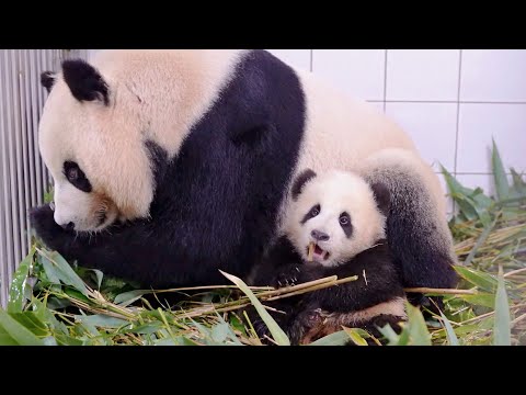 [#쌍둥바오육아일기] 남의 집 자식은 빨리 큰다더니 진짜 폭풍 성장한 쌍둥이들!⚡ 우당탕탕 굴러가는 쌍둥바오의 성장일기😝 #SBSstory