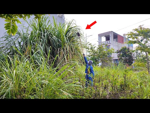 Shocked! Neighbors Turned a Blind Eye as We Cleared Giant Weeds and Garbage from Their Front Door