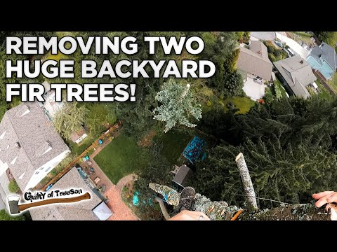 Weekend Warriors! Removing Two Large Backyard Fir Trees!