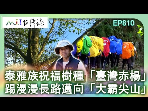 泰雅族祝福樹種「臺灣赤楊」 踢漫漫長路邁向「大霸尖山」｜苗栗縣泰安鄉 麥覺明【@ctvmit810集】