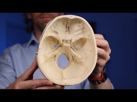 Labelled cranial foramina anatomy