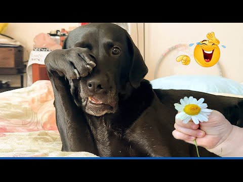 You Will Die Laughing At These Dogs 😹🐶  Best Animal Video Compilation You Can’t Miss 🤣