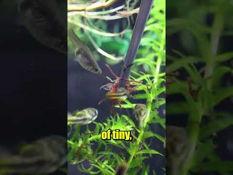 How to Feed your Fish