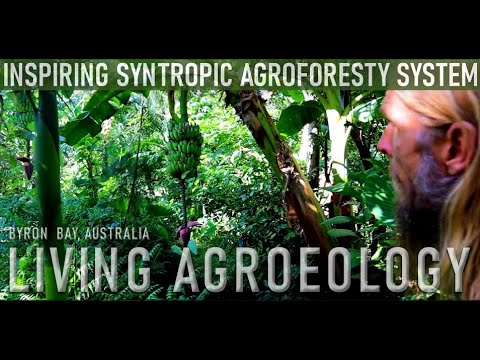 The Future of Farming - The Regenerative Revolution of Syntropic Agroforestry