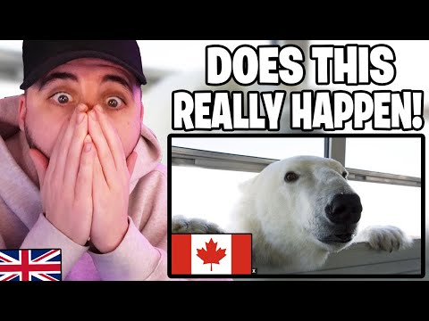 Brit Reacts to Things That Make Canada Unique That SUPRISE Europeans