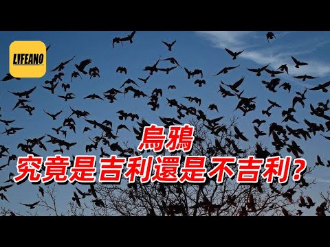【会员】袁Sir翻牌:乌鸦究竟是吉利还是不吉利?251022 #lifeano翻牌
