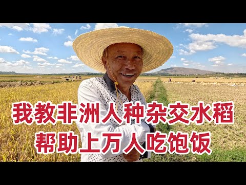 湖南大叔扎根非洲17年，教非洲人种杂交水稻，帮助上万人吃饱饭