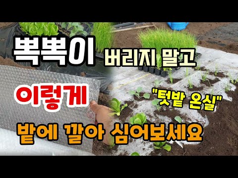 뽁뽁이비닐 버리지말고 이렇게 밭에 깔아 심어보세요 온실부럽지 않고 작물이 겨울에도 폭풍성장합니다.