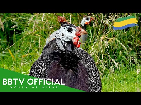 Birds Of Gabon | Most Beautiful Birds Found in  Gabon (a Land Unknown to Men)