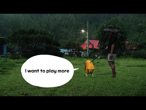 Walking with my dog on Rainy day but.. He doesn't want to go home