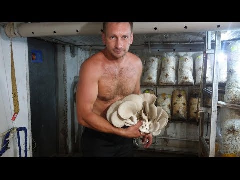 Грибы вешенка. Первый опыт и результат-1. Окончание во второй части.