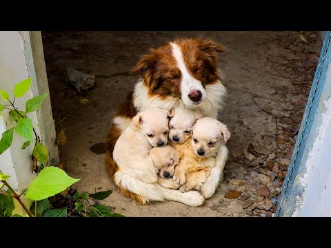 The dog 🐶 doesn’t know the owner has moved away and stays with her puppies at the old home.