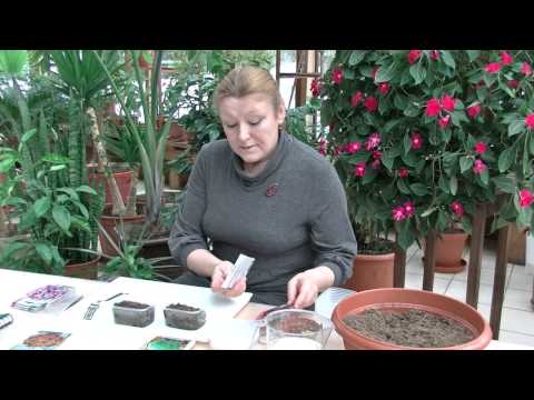 Видео-уроки "Биотехники". Посадка семян бальзамина (импатиенса), калибрахоа.