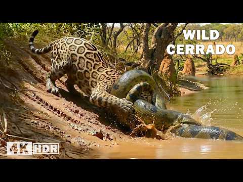 WILD CERRADO | The Hidden Life of the World’s Most Biodiverse Savanna | Nature Animal Documentary