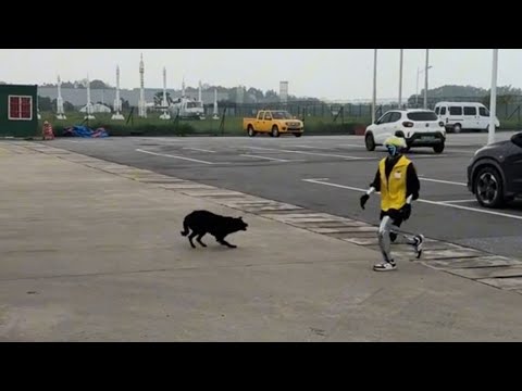 Try not to laugh challenge Funniest cats and dogs clips 2026