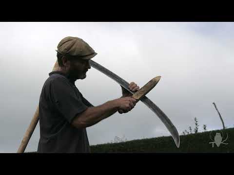 Traditional scything with a straight sned