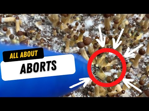 π All About Aborts! π