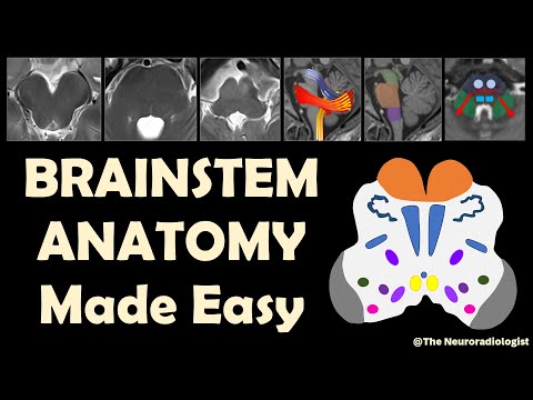 Anatomy of the Brainstem... made Easy!