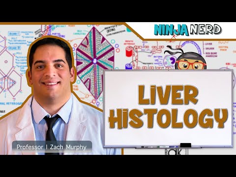 Gastrointestinal | Liver Histology