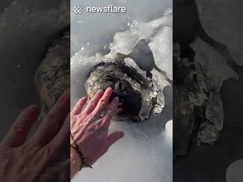 The Time I Stroked A Crocodile