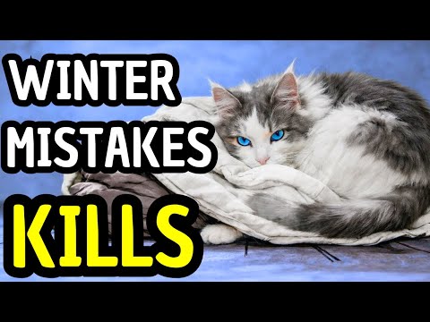 Vets Warn Cat Owners About This Deadly Winter Mistake