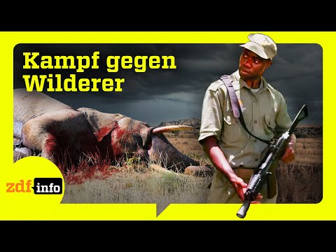 Töten für Elfenbein: Auf der Spur illegaler Elefantenjäger in Mosambik | ZDFinfo Doku